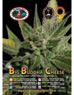 Big Buddha Cheese  2