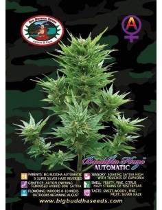 Super Automatic Sativa S.A.S. 2
