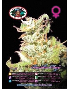 Buddha Haze 2