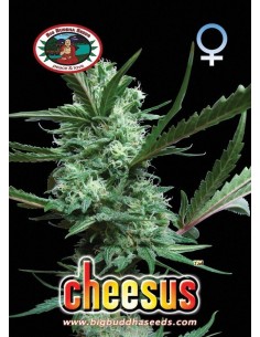 Semi marijuana autofiorenti o femminizzati? - Sensory Seeds