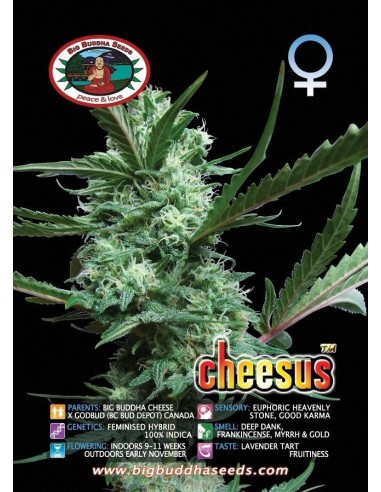 Cheesus (Big Buddha Seeds) Semi di Cannabis Femminizzati