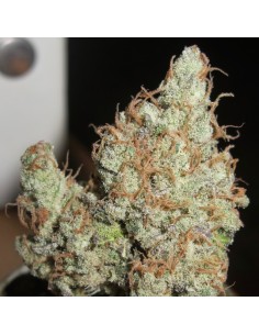 Super Silver Grapefruit (Ultra Genetics Seeds) Feminized 2