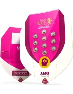 AMG von Royal Queen Seeds Hanfsamen | Oaseeds 2