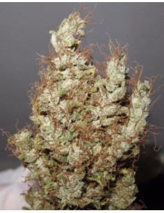 Super Silver Martian Haze 2