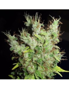 Super Silver Martian Haze