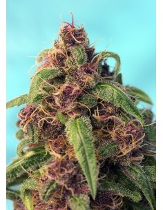 Red Mandarine F1 Fast Version 2