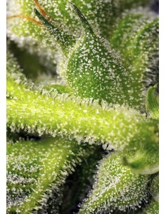 Sweet Pure Auto CBD 2