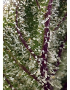 Sweet Cheese XL Auto 2