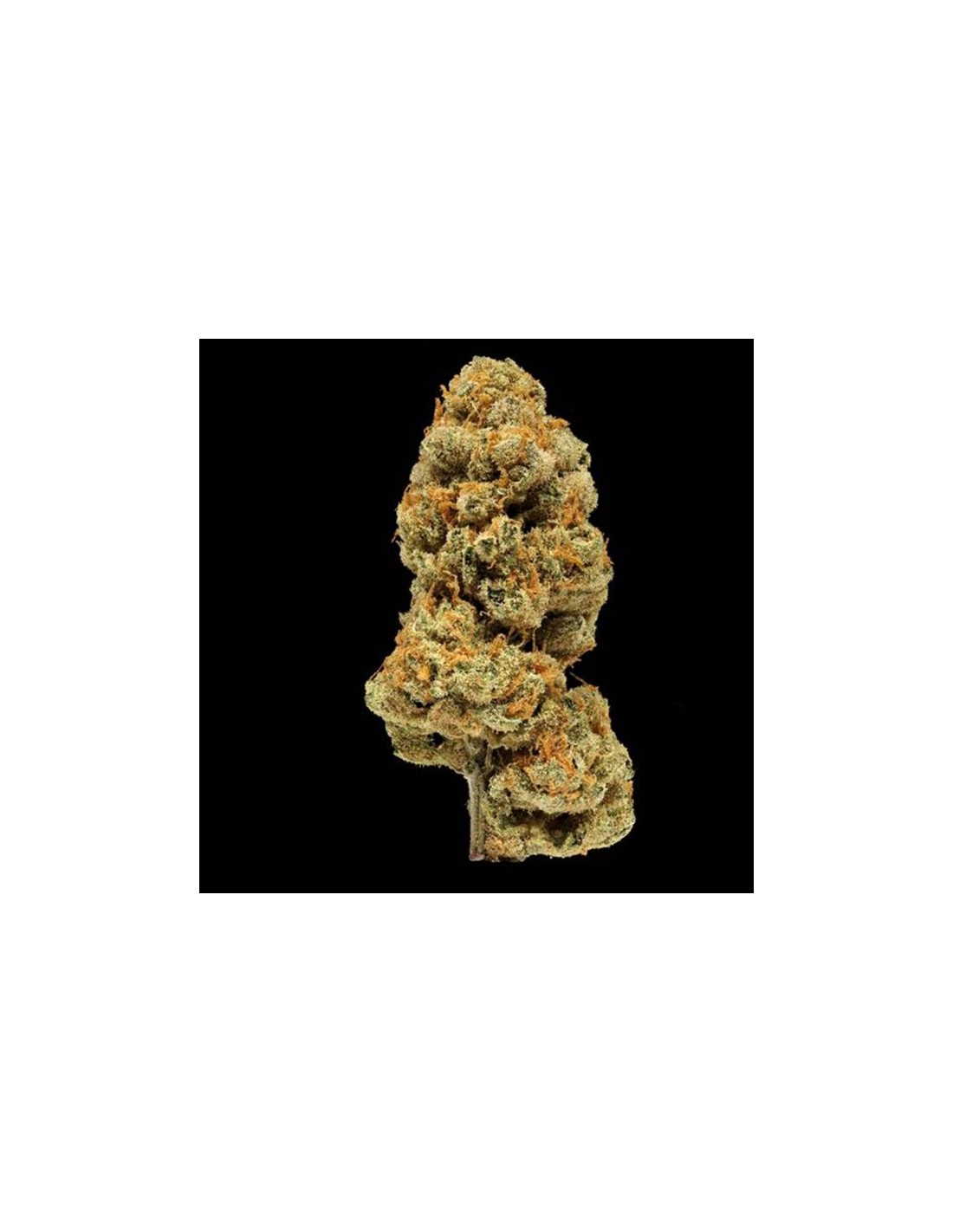 Buy Orange Apricot Bx1 from Compound Oaseeds