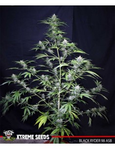 Black Ryder 98 ASB 2