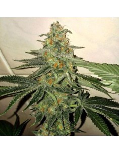 Forbidden Fruit Cake