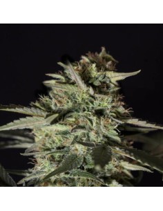 Medizinal CBD 2