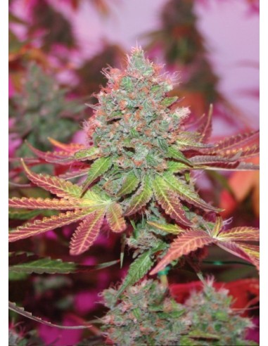 Buy True Canna Genetics Cheddar Valley - Cannabis Seeds
