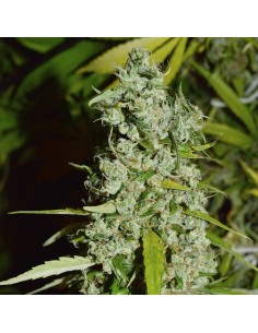 Kees' Old School Haze