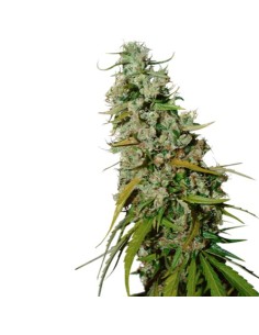 Kees' Old School Haze 2