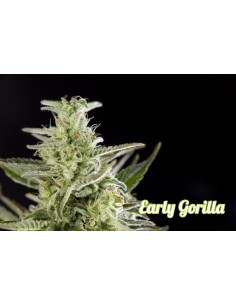 Early Gorilla 2