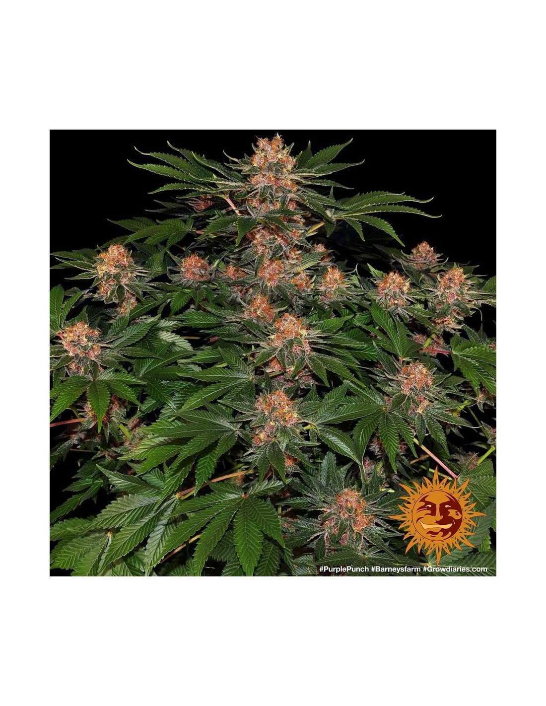 Purple Punch (Barneys Farm Seeds) Feminized Seeds | On Sale!