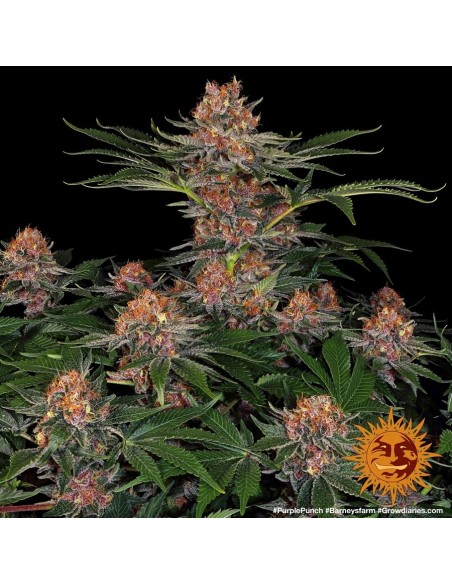 Purple Punch (Barneys Farm Seeds) Feminized Seeds | On Sale!