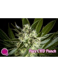 Pure CBD Punch 2