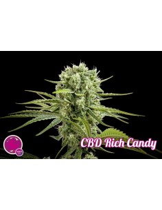 CBD Rich Candy 2