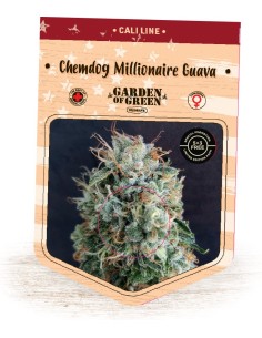 Chemdog Millionaire Guava 2