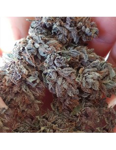 GDP Auto x Gumberry Auto