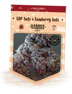 GDP Auto x Gumberry Auto 2