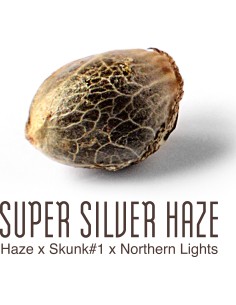 Super Silver Haze 2