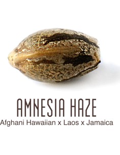 Amnesia Haze 2