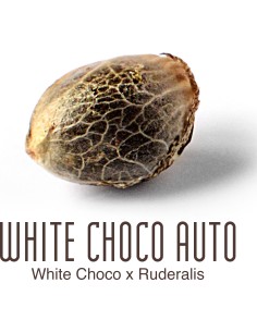 White Choco Auto 2