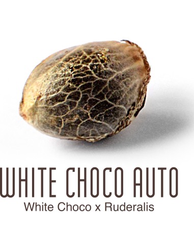White Choco Auto