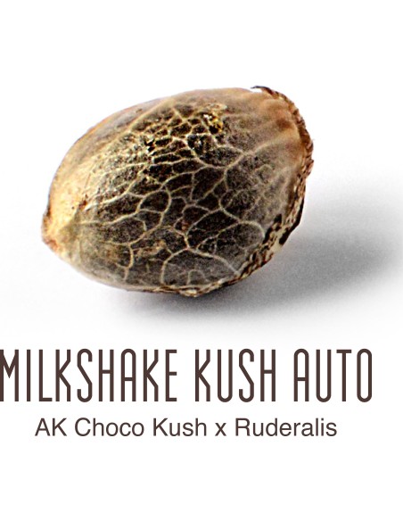 Milkshake Kush Auto