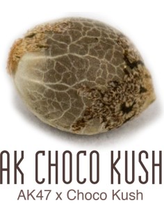 AK Choco Kush 2