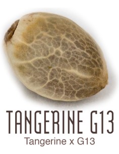 Tangerine G13 2