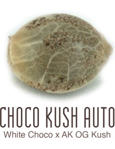 Choco Kush Auto 2