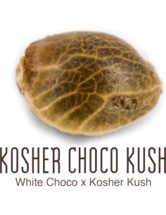 Kosher Choco Kush 2