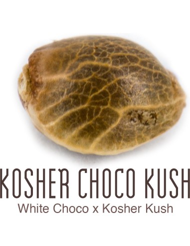 Kosher Choco Kush
