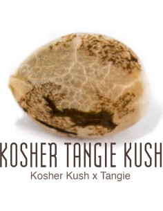 Kosher Tangie Kush 2