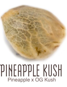 Pineapple Kush 2