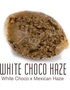 White Choco Haze 2
