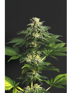 Jamaican Green Gold 2