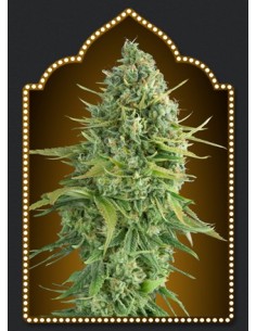 Auto Do-Si-Dos Cookies