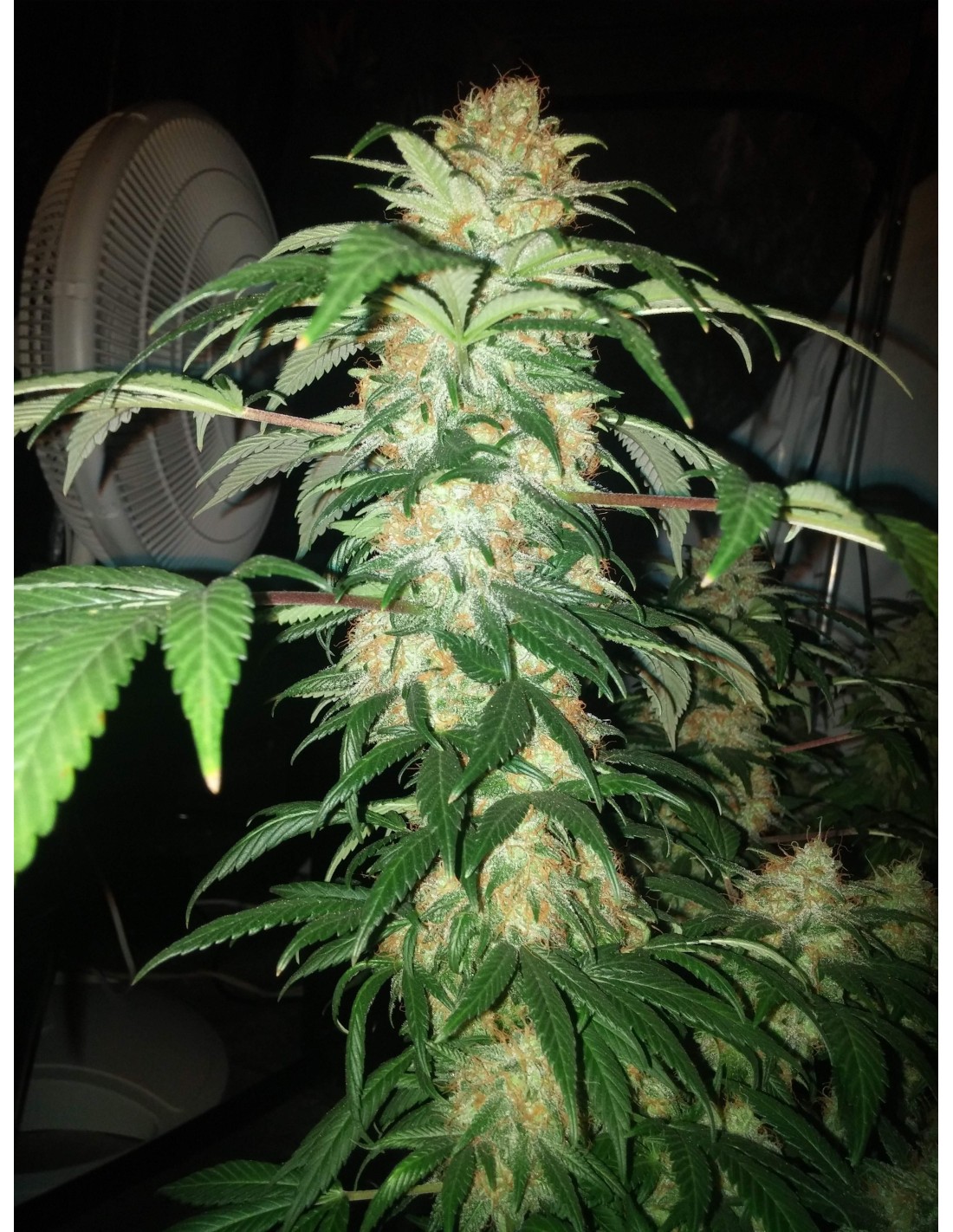 Super Silver Haze (Regular) - MrNice Seedbank Cannabis Seeds