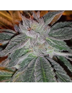 Strawberry Chemdog Haze