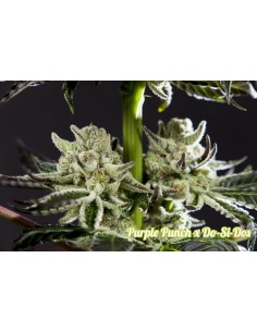 Purple Punch x Do-Si-Dos 2