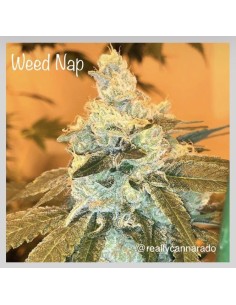 Weed Nap