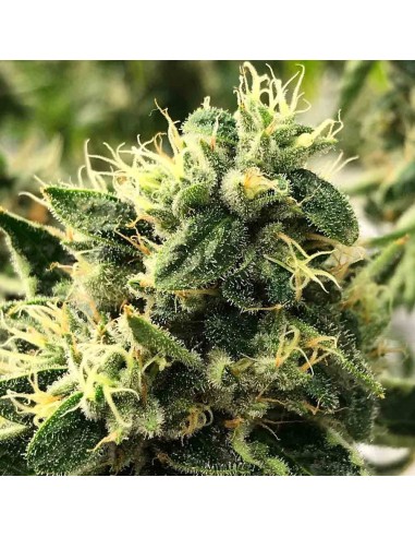 Buy Scavenger's Daughter from Rare Dankness Seeds at Oaseeds