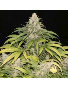 Sour Grape Kush S1 2