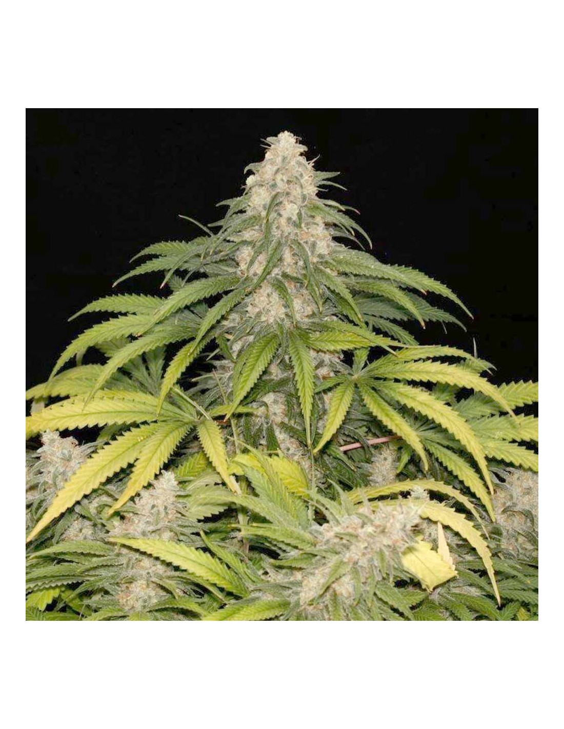 Buy Sour Grape Kush S1 from Ultra Genetics Seeds at Oaseeds