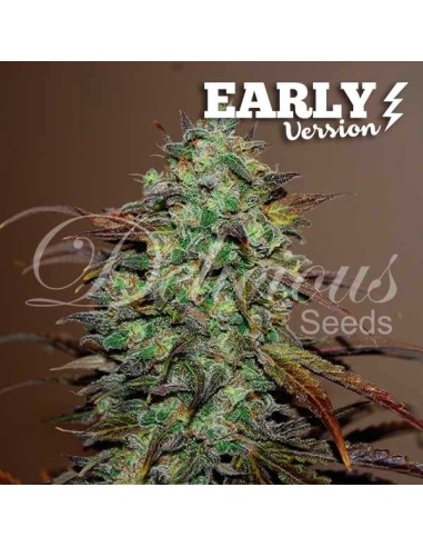 Acheter Eleven Roses Early Version de Delicious Seeds - Oaseeds